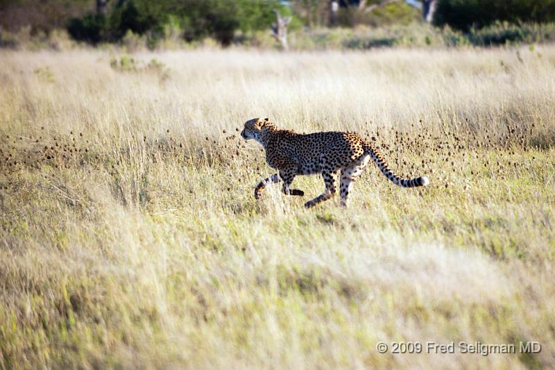 20090618_075514 D3 (2) X1.jpg - Cheetah at Selinda Spillway (Hunda Island) Botswana